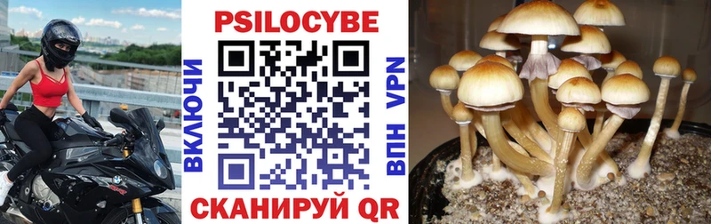 Псилоцибиновые грибы мицелий  как найти наркотики  Елизово 